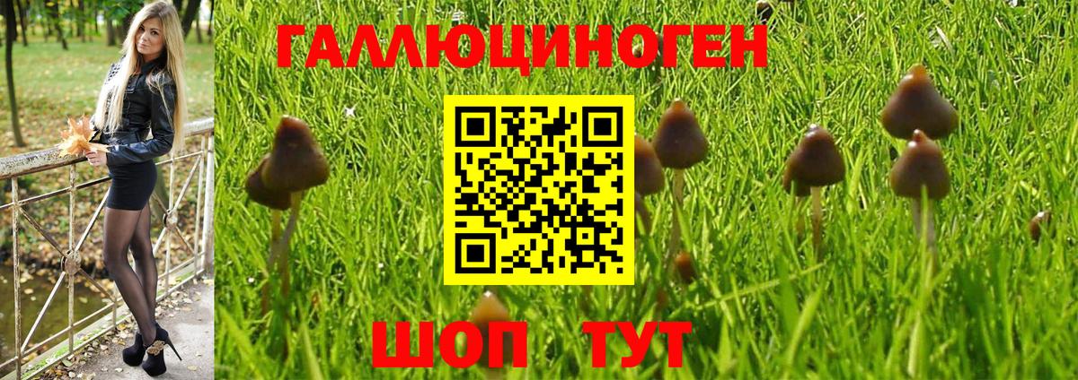 Волжск  Галлюциногенные грибы GOLDEN TEACHER  Псилоцибиновые грибы Cubensis  Вход с VPN 